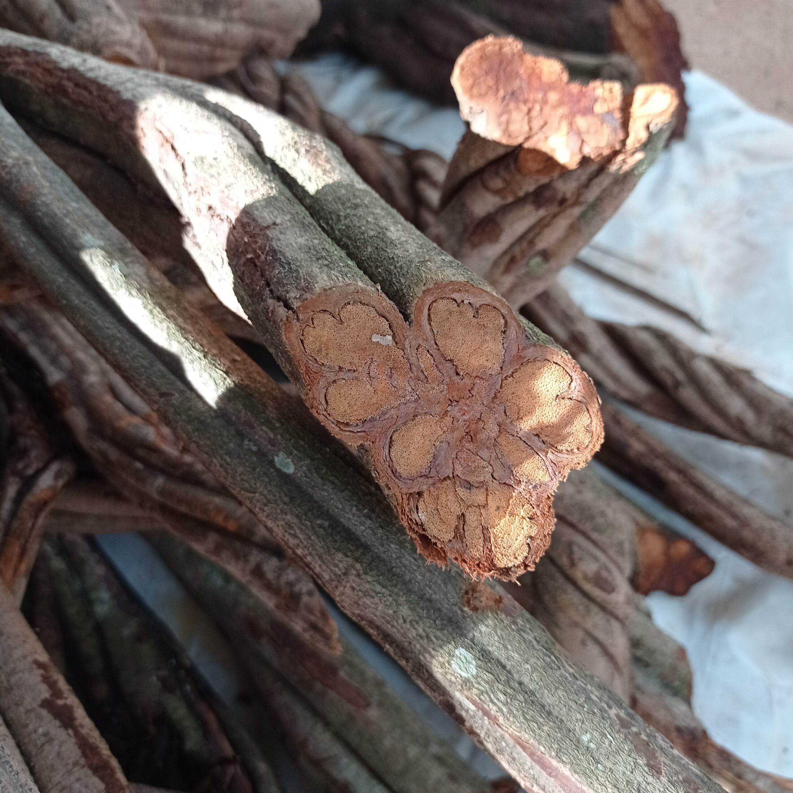 Ayahuasca